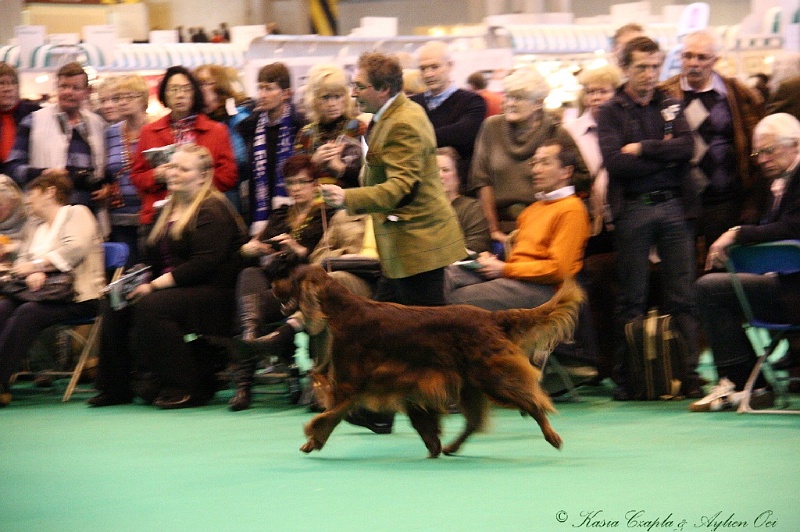 Crufts2011_2 050.jpg